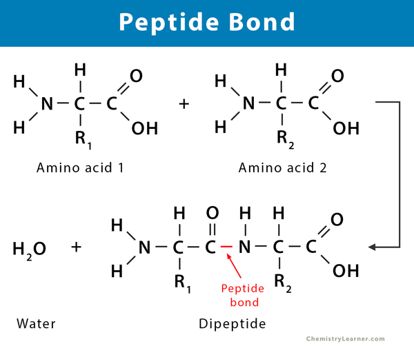 peptide bond cheap peptides